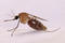 Anopheles_gambiae_Mosquito.medium icon.jpg